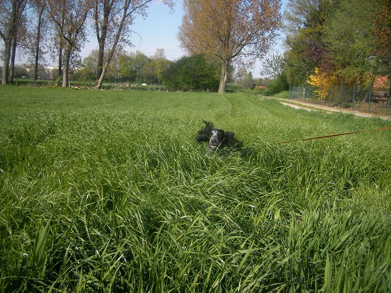Lucy der Gras-Hüpfer