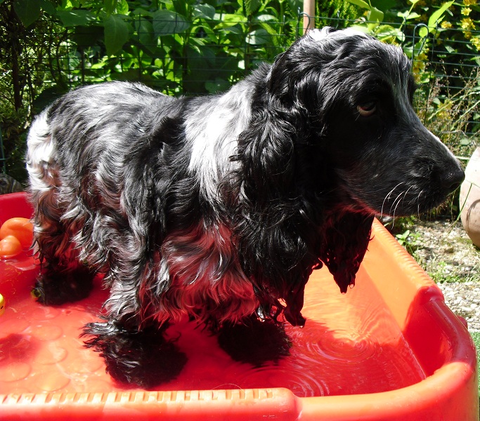 Lucy geht ins Wasser