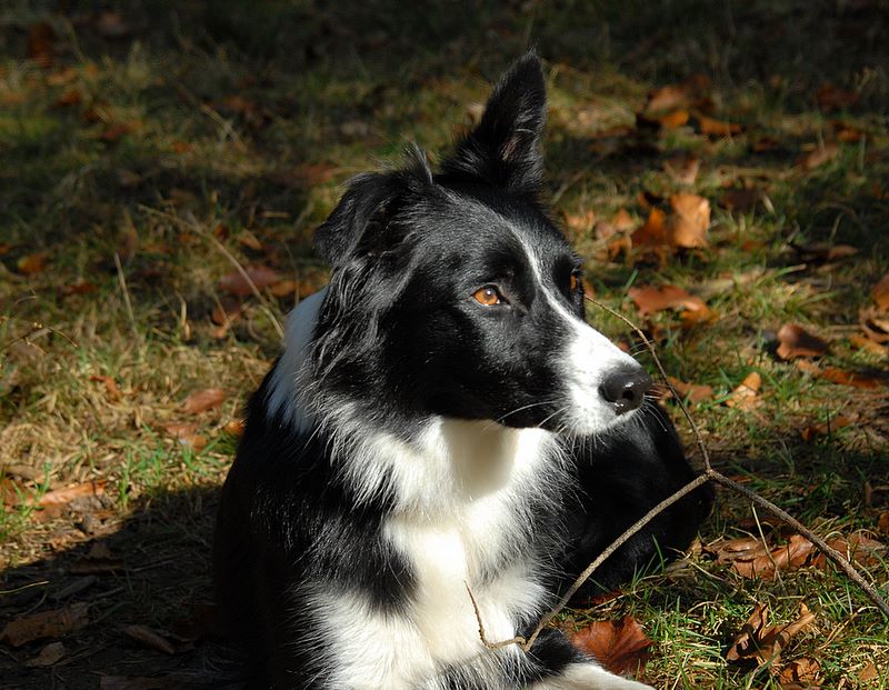 Lucy geniest die Herbstsonne