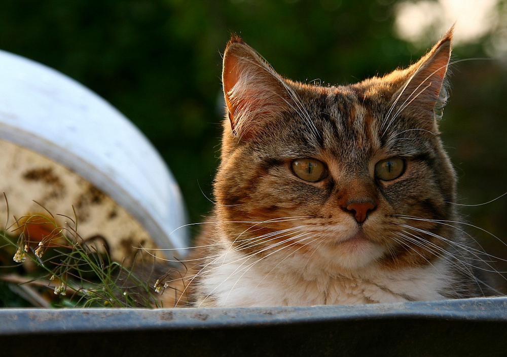 Lucy hat Feierabend