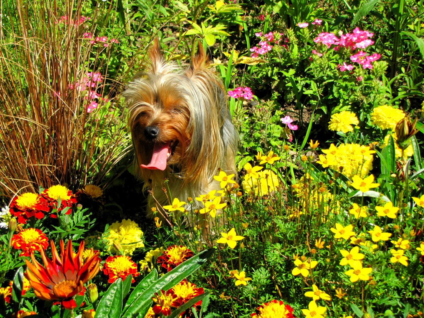 Lucy im Blumenmeer