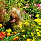 Lucy im Blumenmeer