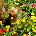 Lucy im Blumenmeer