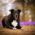 Lucy im Schlossgarten