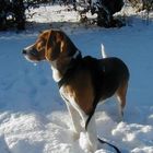 Lucy im Schnee (1)