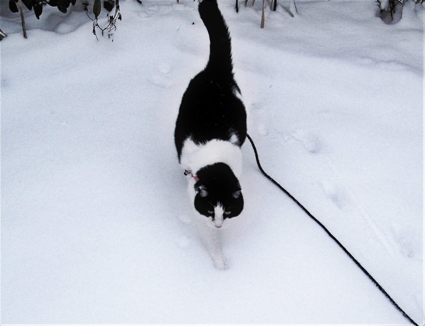 Lucy im Schnee