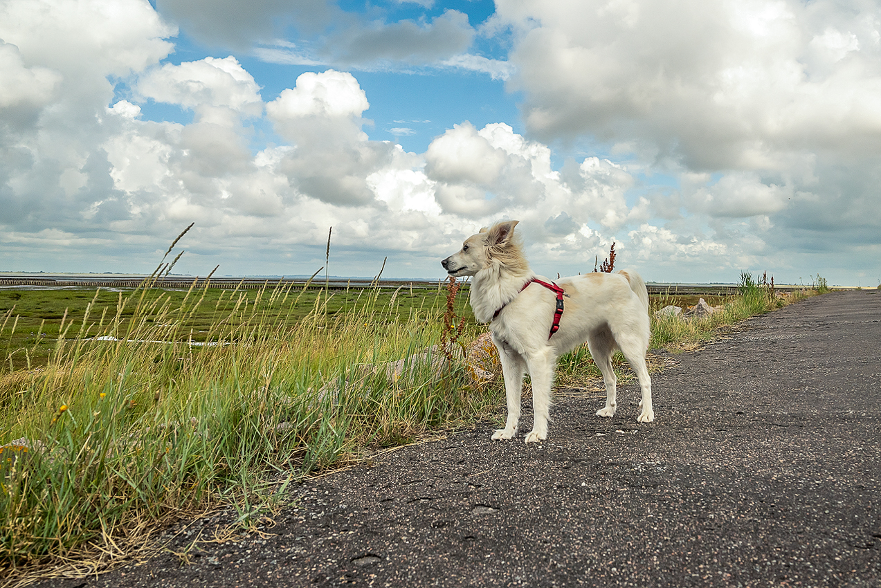 Lucy im Wind