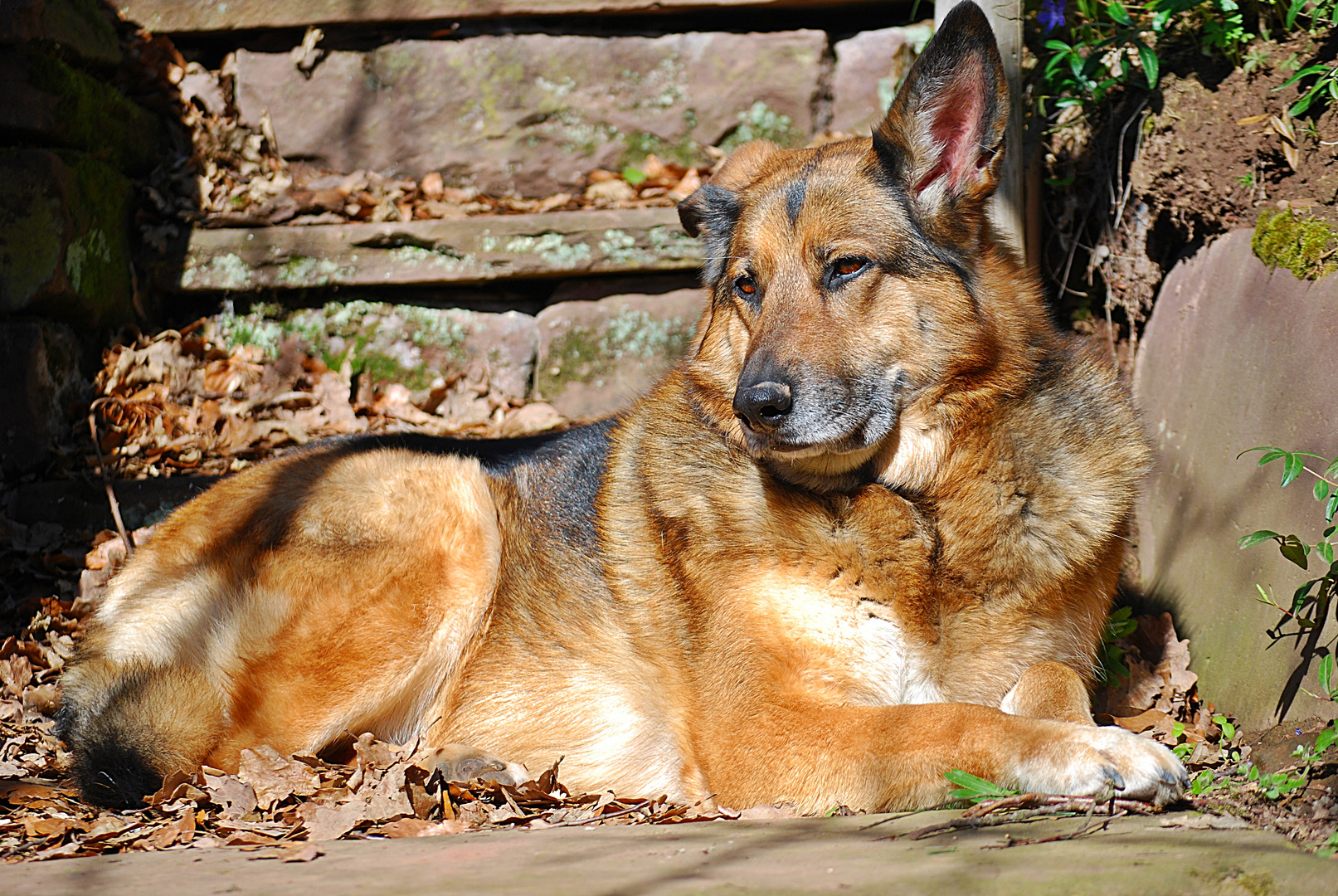 Lucy in der Frühlingssonne...