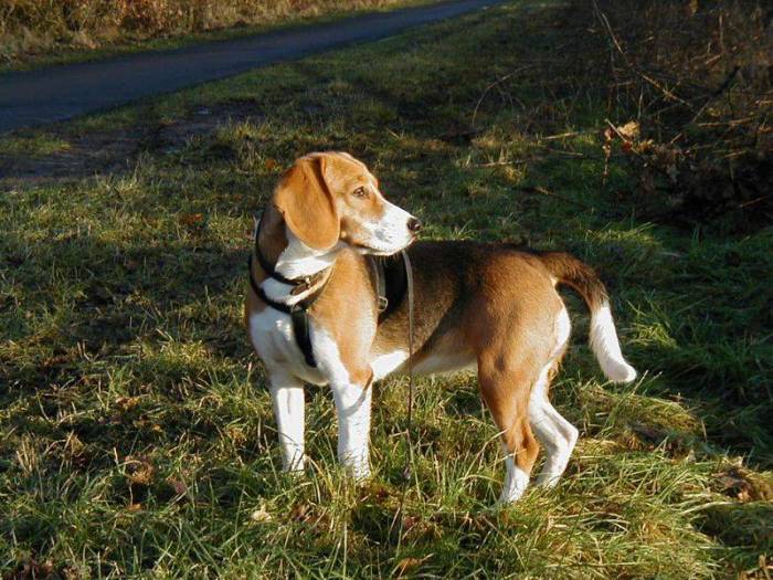 Lucy in der Wintersonne