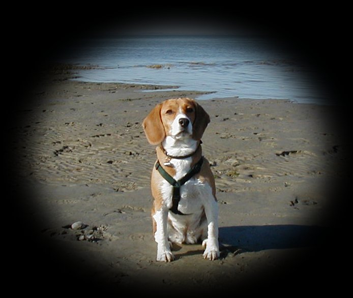 Lucy in Hooksiel am Strand