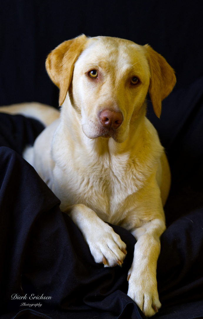 Lucy in Love (Therapie Dog)