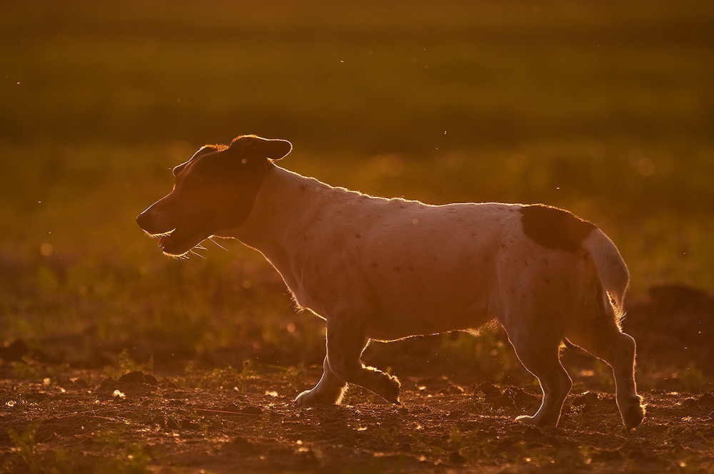 Lucy in the field with diamonds