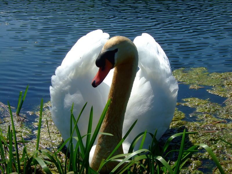 Lucy In The Lake With Diamonds