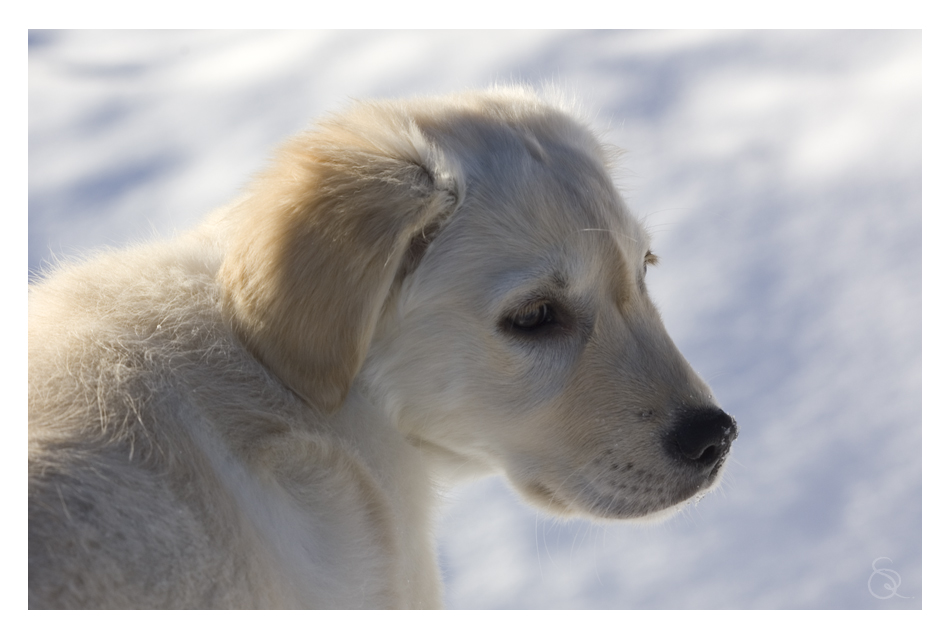 Lucy in the sky ...