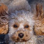 Lucy In The Sky