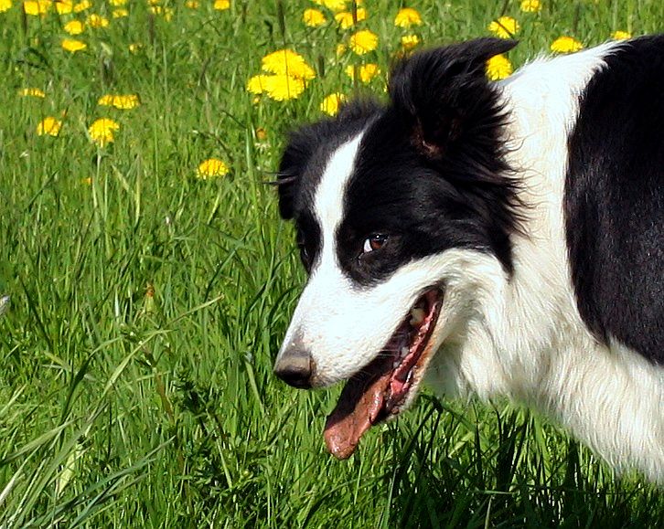 Lucy - kurzer Kontrollblick beim Buddeln