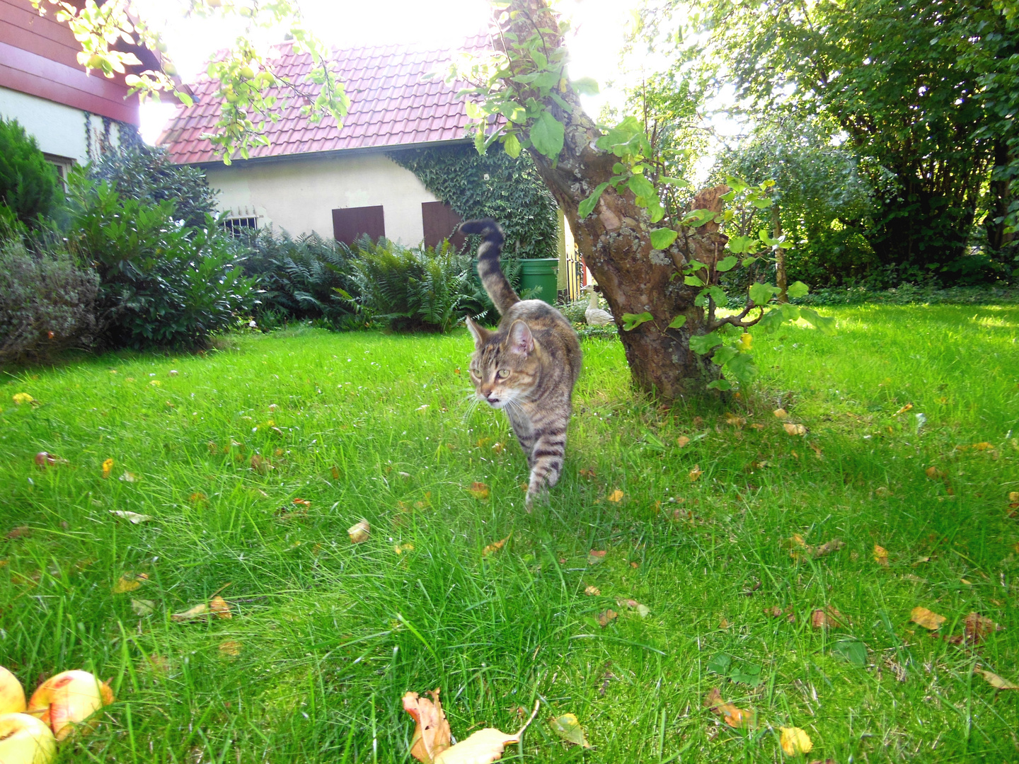 Lucy pirscht durch den Garten