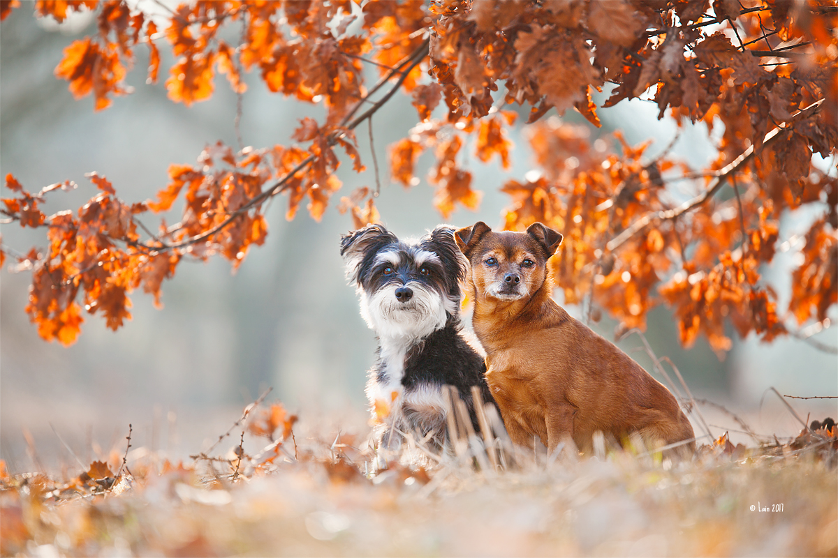 Lucy und Peppi