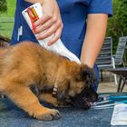 Lucy unsere junge Belgischerschäferhündin