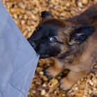 Lucy unsere junge Belgischerschäferhündin