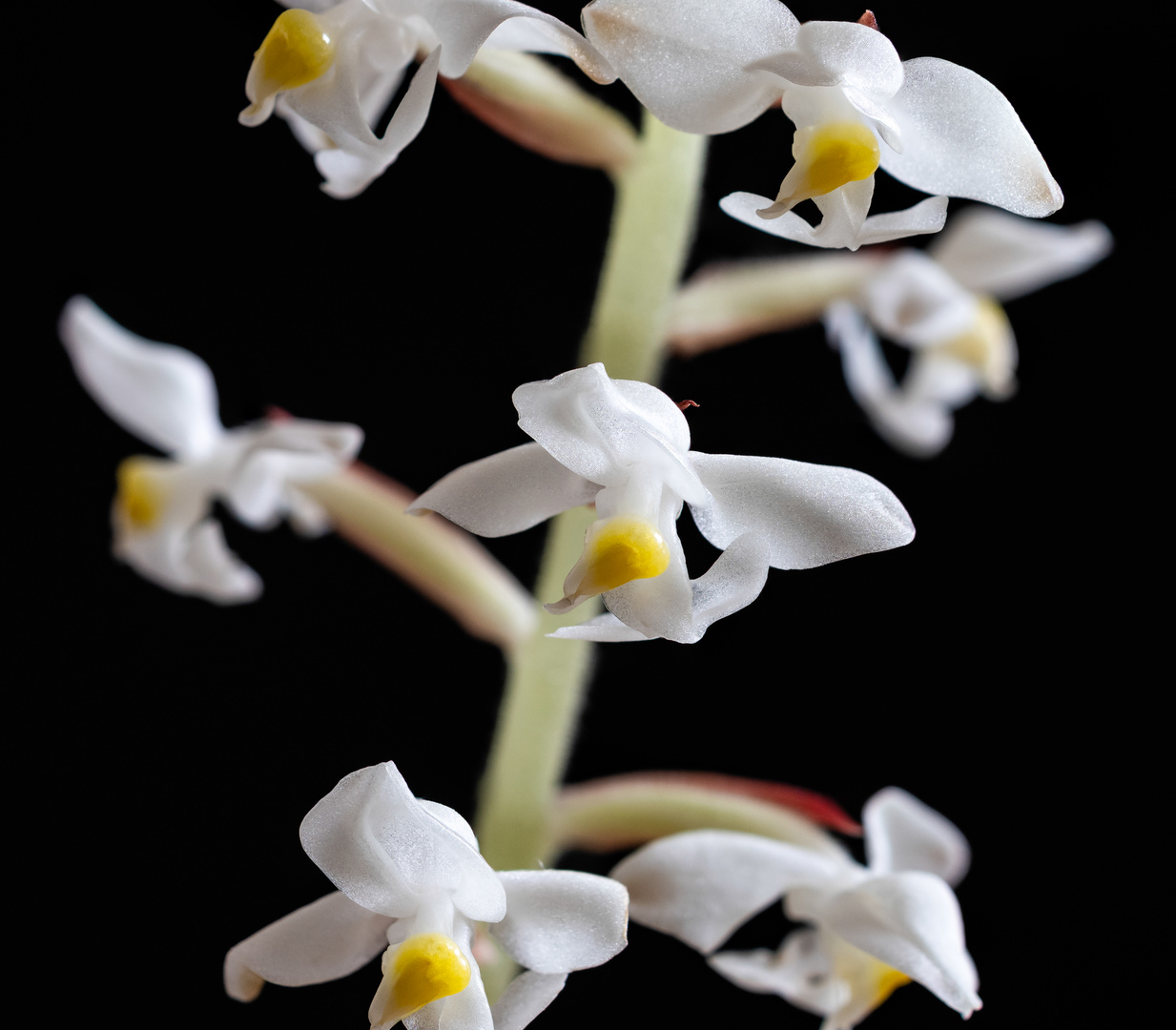 Ludisia discolor