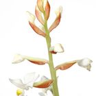 Ludistia Orchid_1