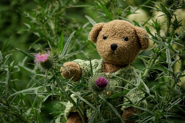 Ludwig, der kleine Botaniker!