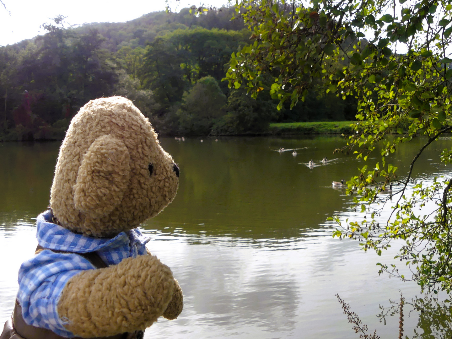 Ludwig hat Kanadagänse an der Lahn entdeckt, die auf uns zu schwammen.