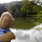 Ludwig hat Kanadagänse an der Lahn entdeckt, die auf uns zu schwammen.