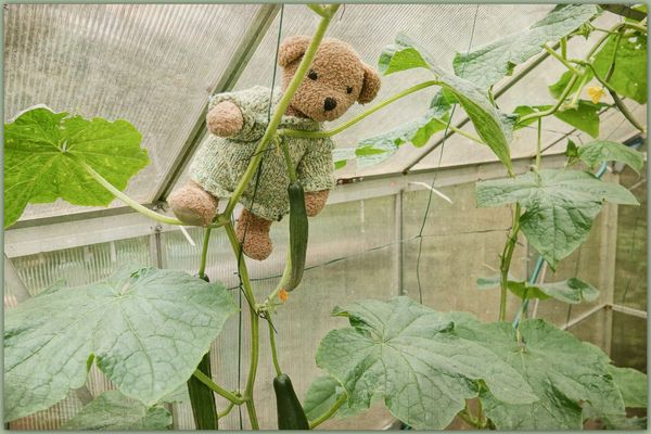 Ludwig hilft bei der Ernte ...