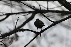 Ludwig Hirschs grosser schwarzer Vogel kann auch klein sein