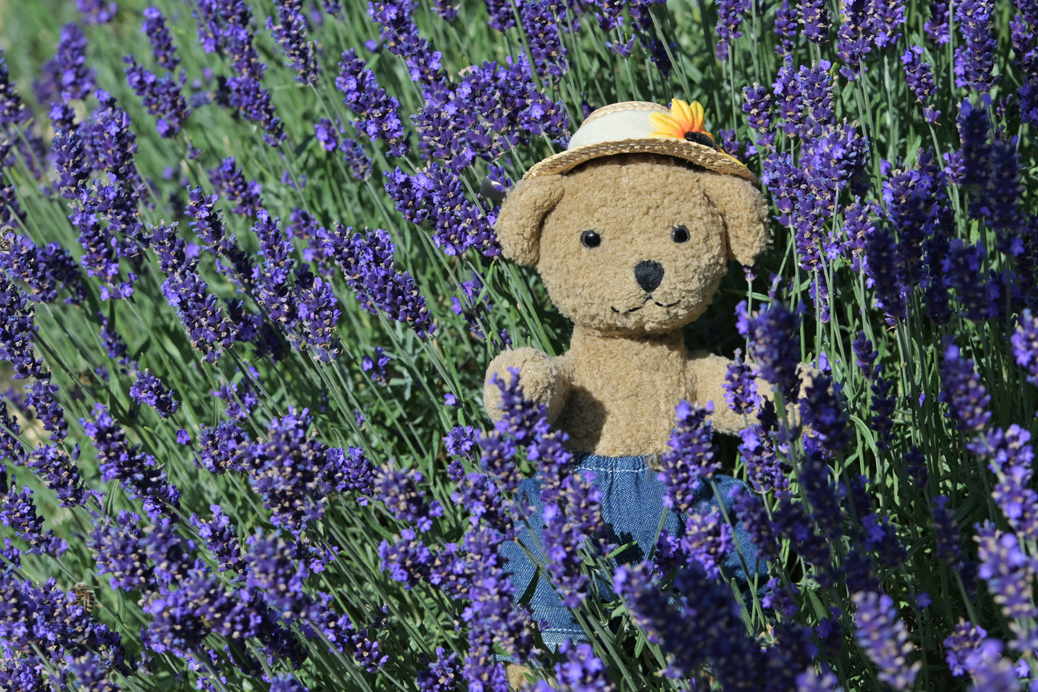 Ludwig im Lavendelfeld - Louis dans le champ de lavande