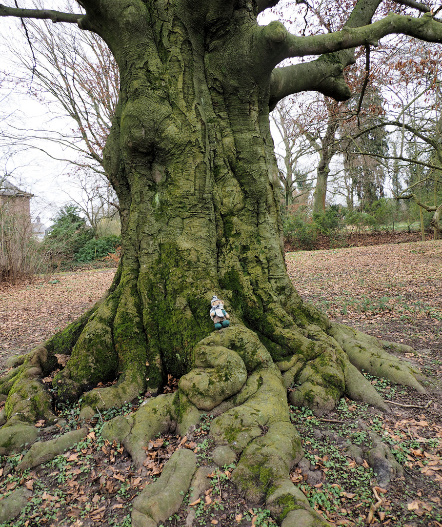 Ludwig im Park bei unserer sehr alten Buche ...