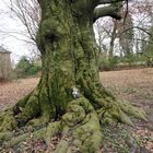 Ludwig im Park bei unserer sehr alten Buche ...