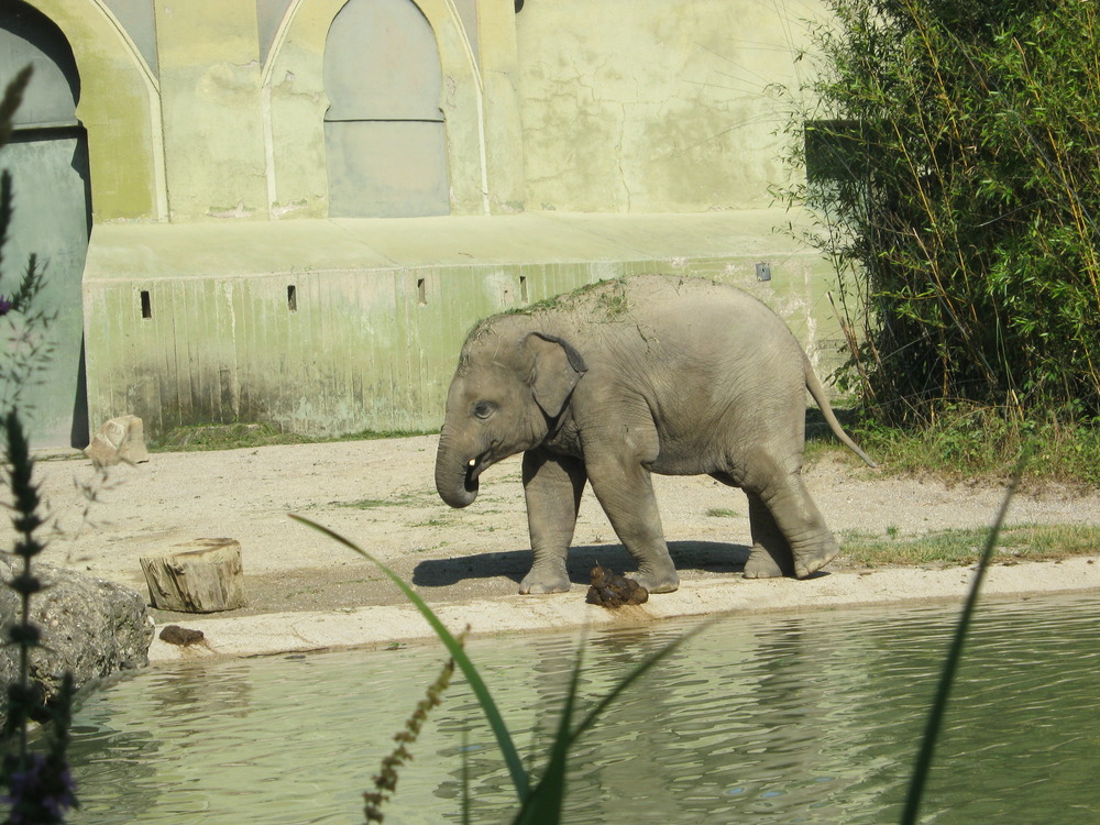 Ludwig im Zoo Hellabrunn