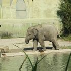 Ludwig im Zoo Hellabrunn