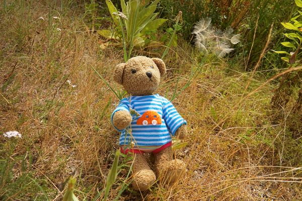 Ludwig in der Sommerwiese ...