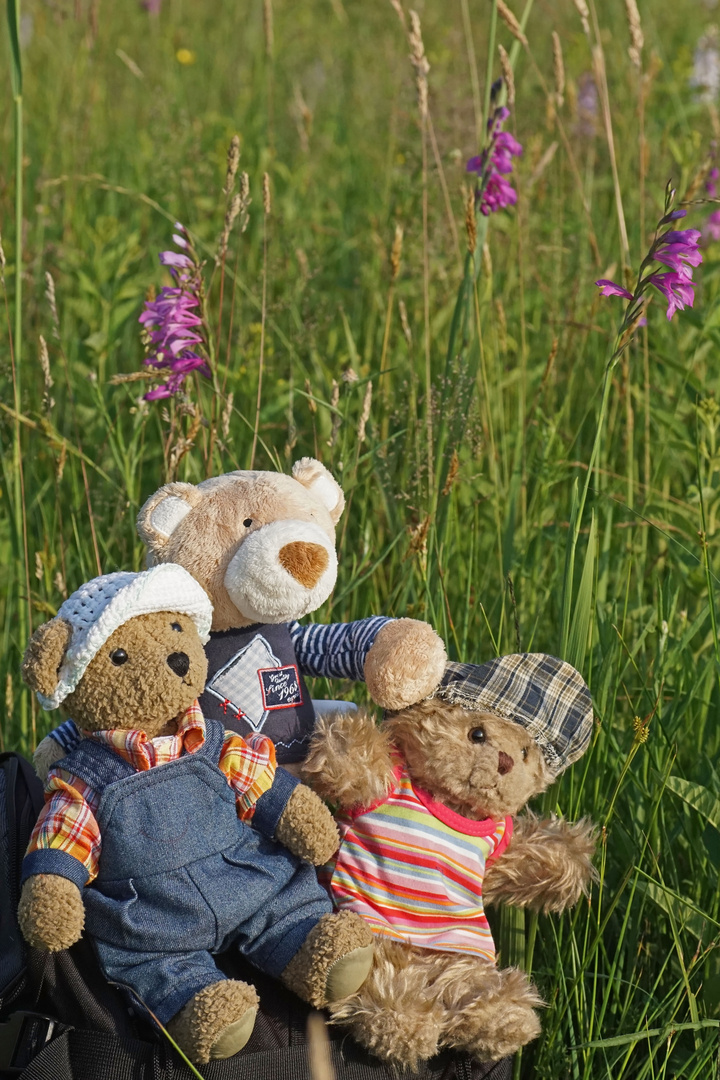 Ludwig, Luise und Karli bei den Wildgladiolen