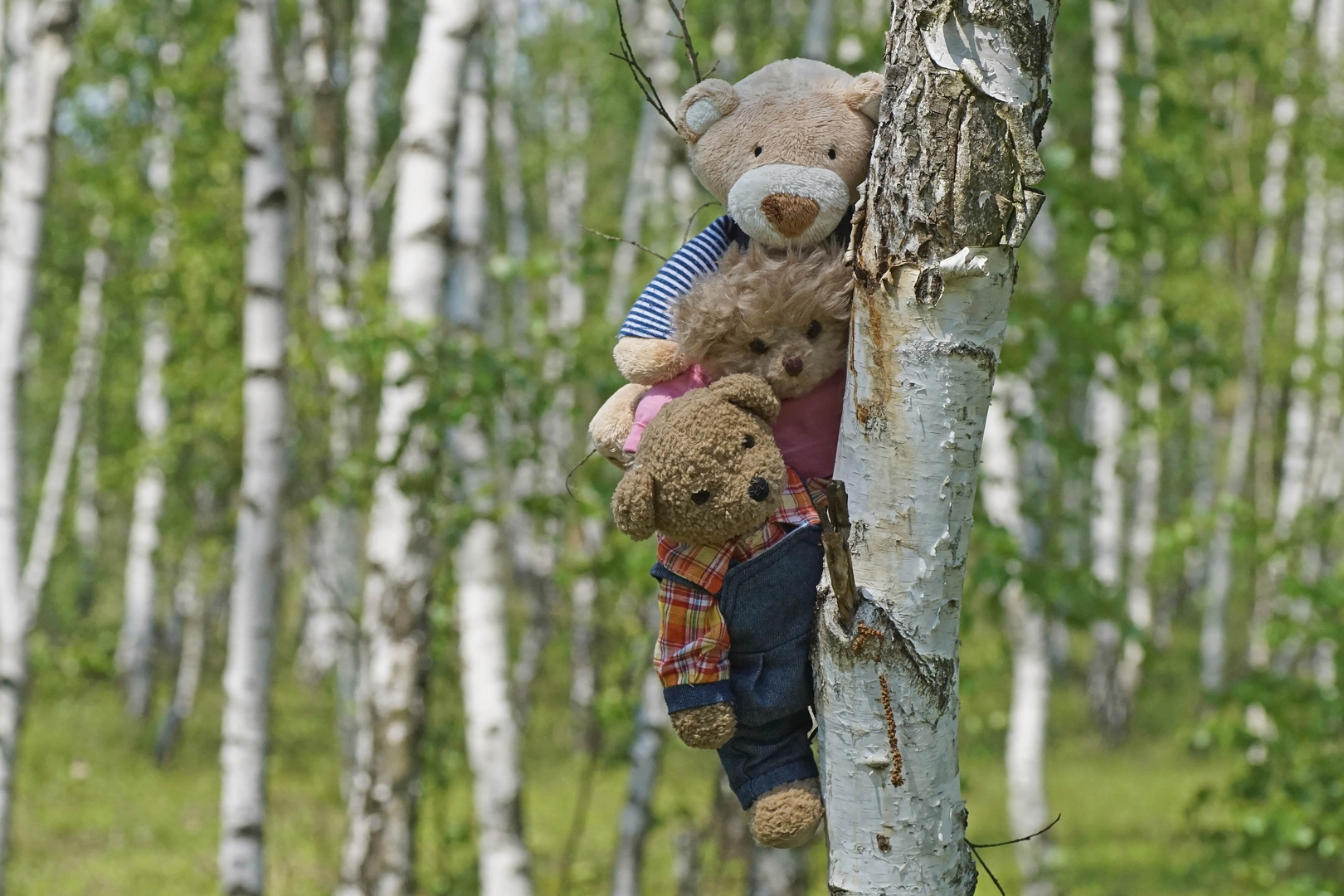 Ludwig, Luise und Karli im Daubaner Wald