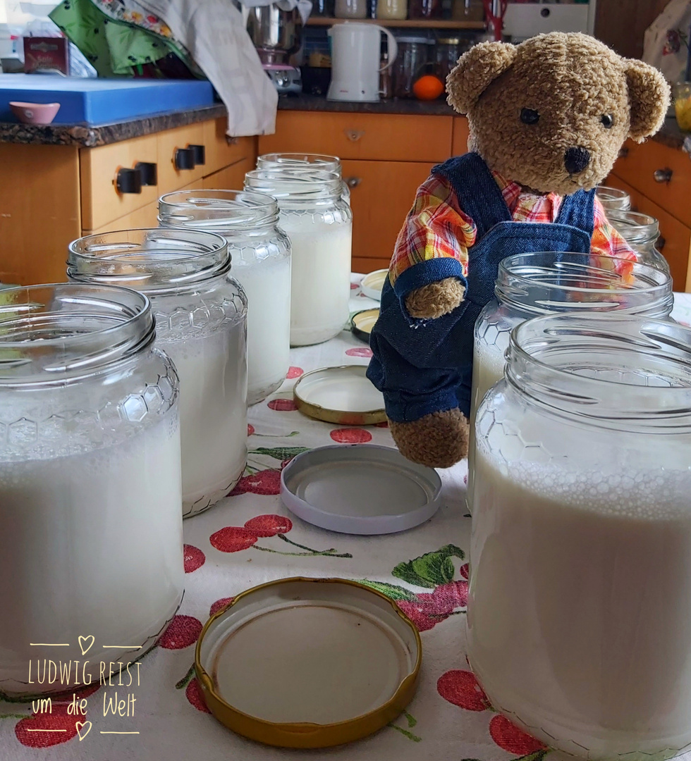 Ludwig macht Joghurt