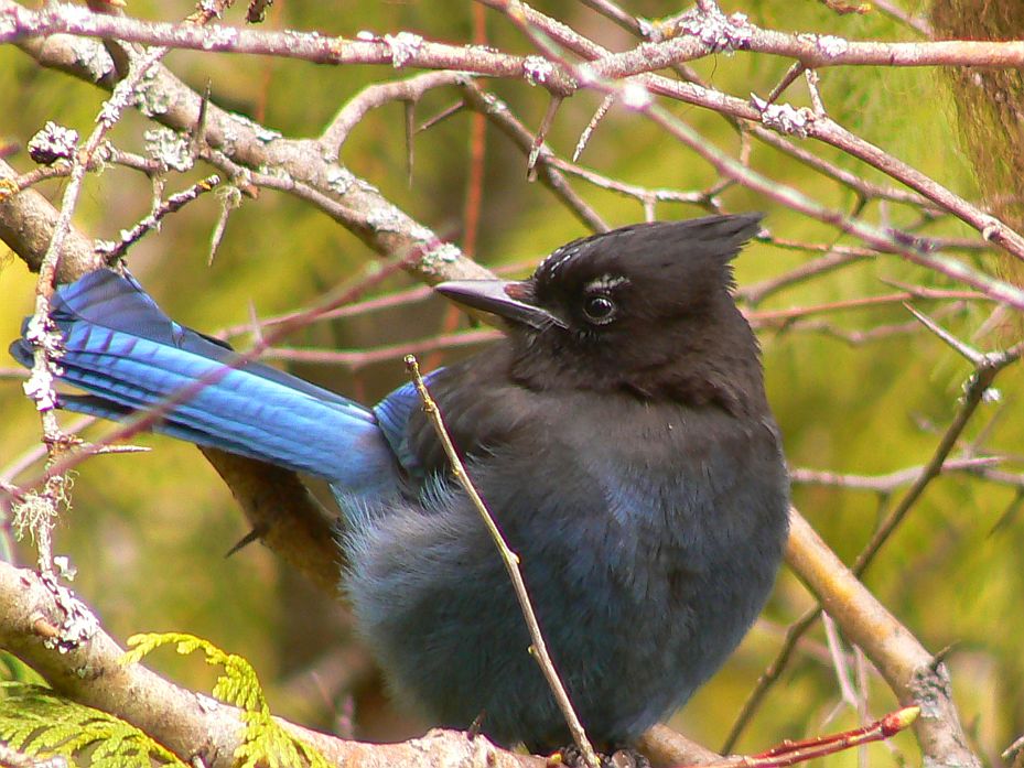 Ludwig, the Stellar's Jay