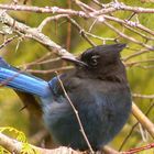 Ludwig, the Stellar's Jay