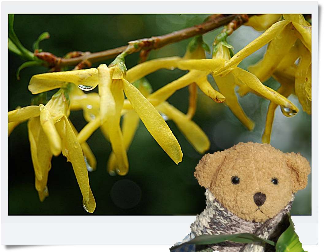  Ludwig und die Forsythien 