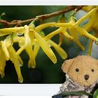  Ludwig und die Forsythien 