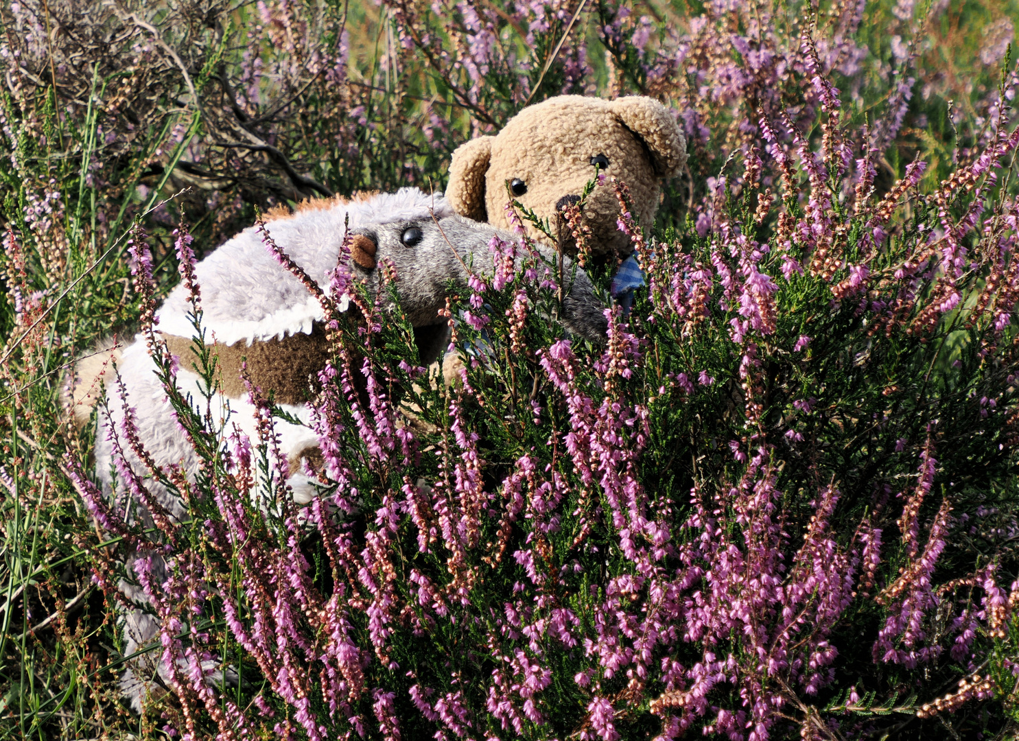 Ludwig und Sniffi in der Wahner Heide ….