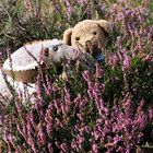 Ludwig und Sniffi in der Wahner Heide ….