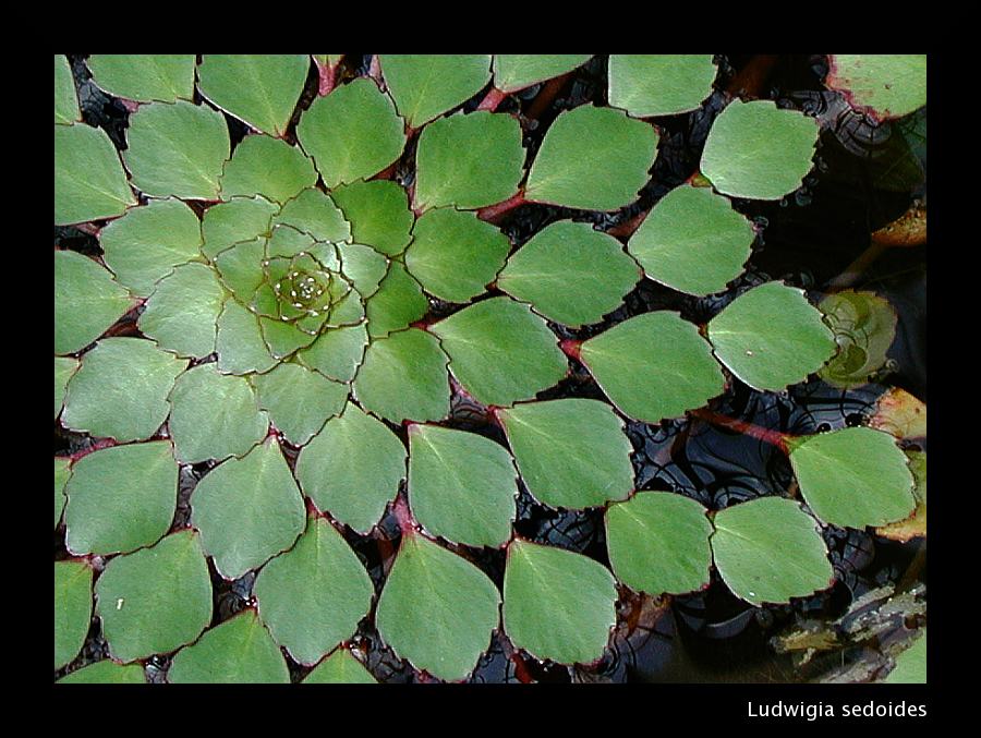 Ludwigia sedoides