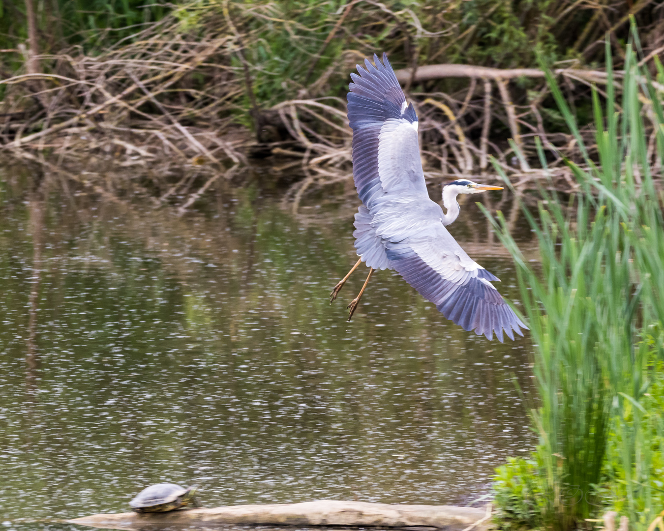 Ludwigsburg-Zugwiesen-20190530-29907