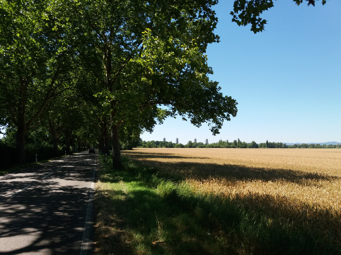 Ludwigshafens schönste Allee