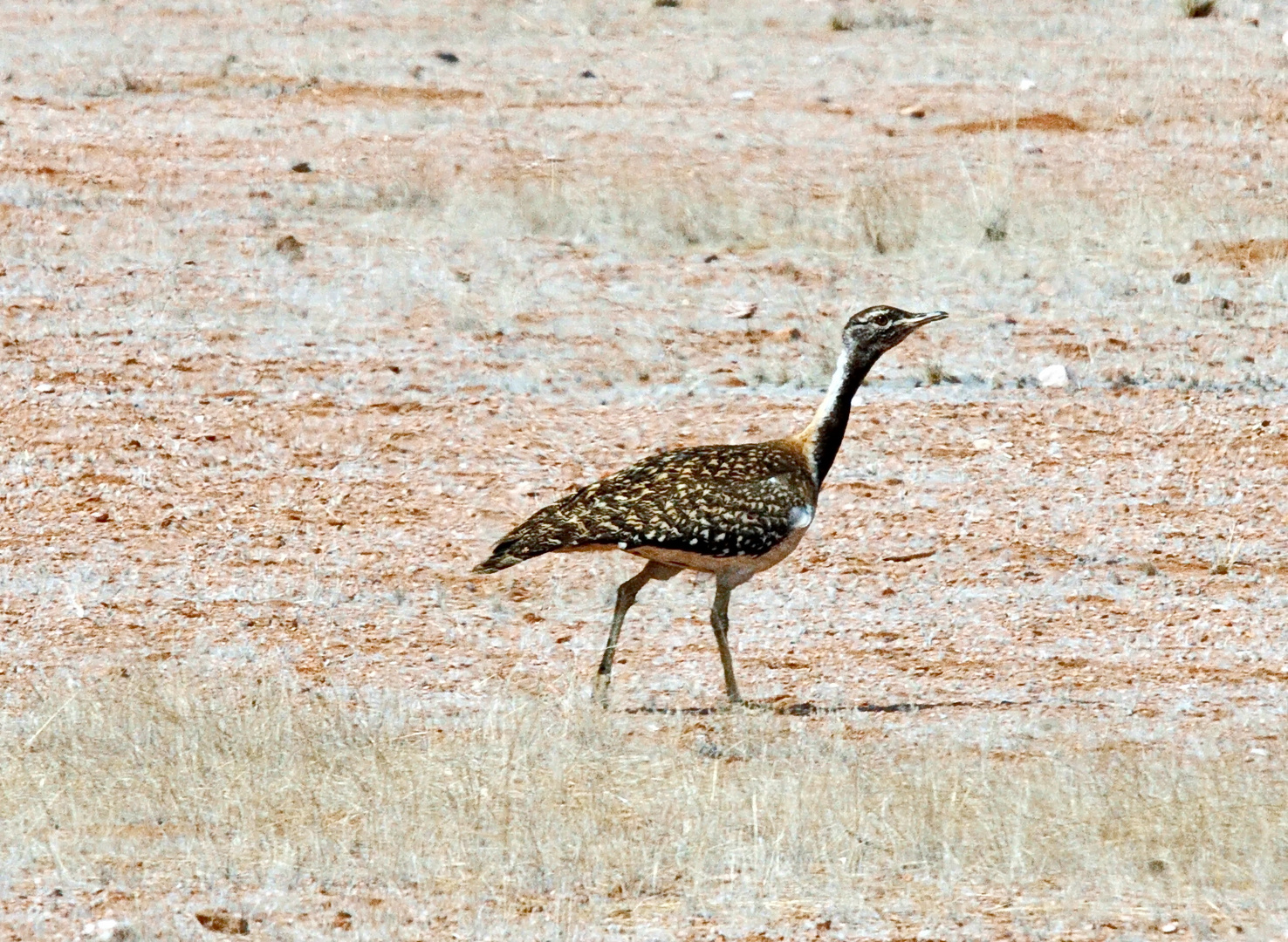 Ludwigstrappe (Neotis ludwigii)